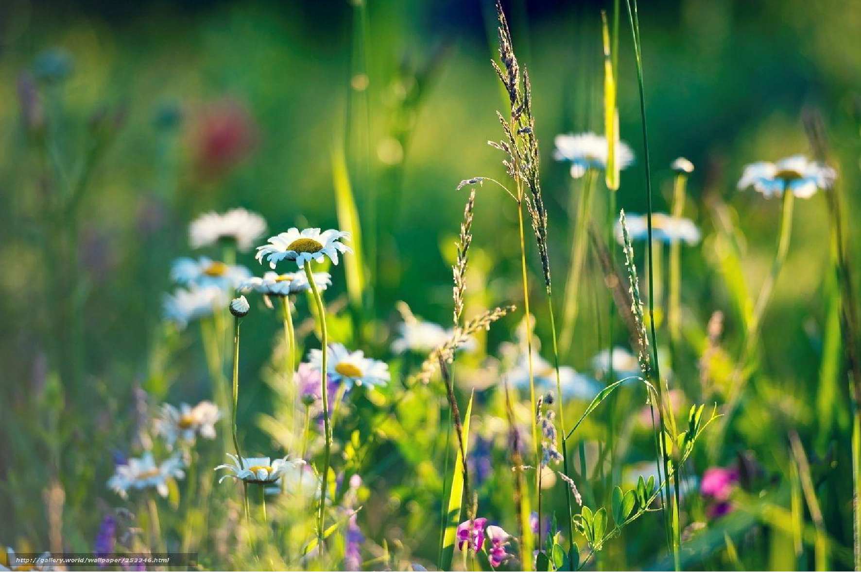 blomstereng